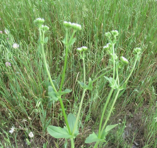 beaked cornsalad (Valerianella radiata)
