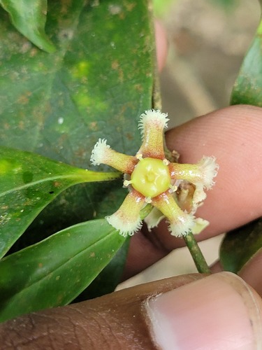 Euonymus indicus observed 2026-03-15