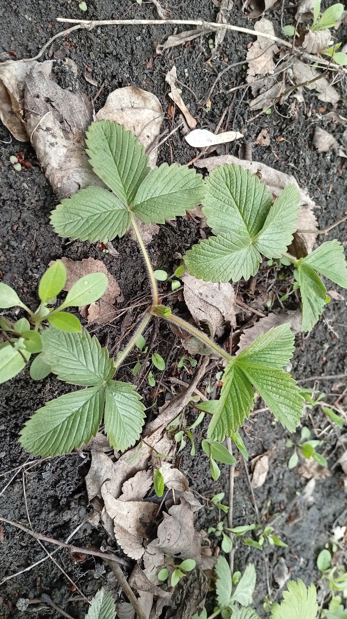 Woodland Strawberry (Fragaria vesca)