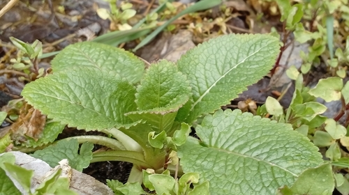 yellowflower teasel (Dipsacus strigosus)
