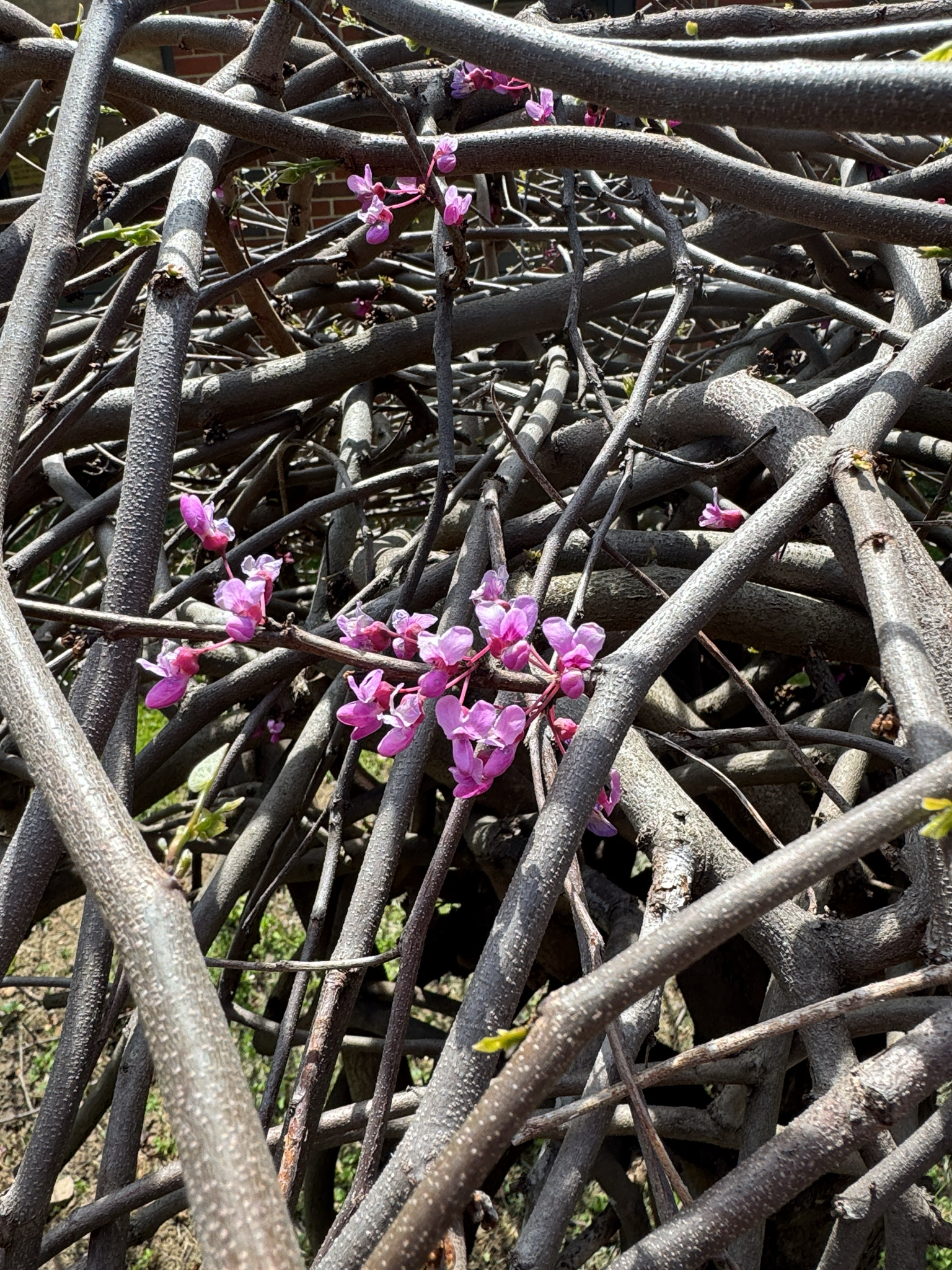 Eastern Redbud (Cercis canadensis)