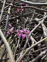 Gainier Du Canada (Cercis canadensis)