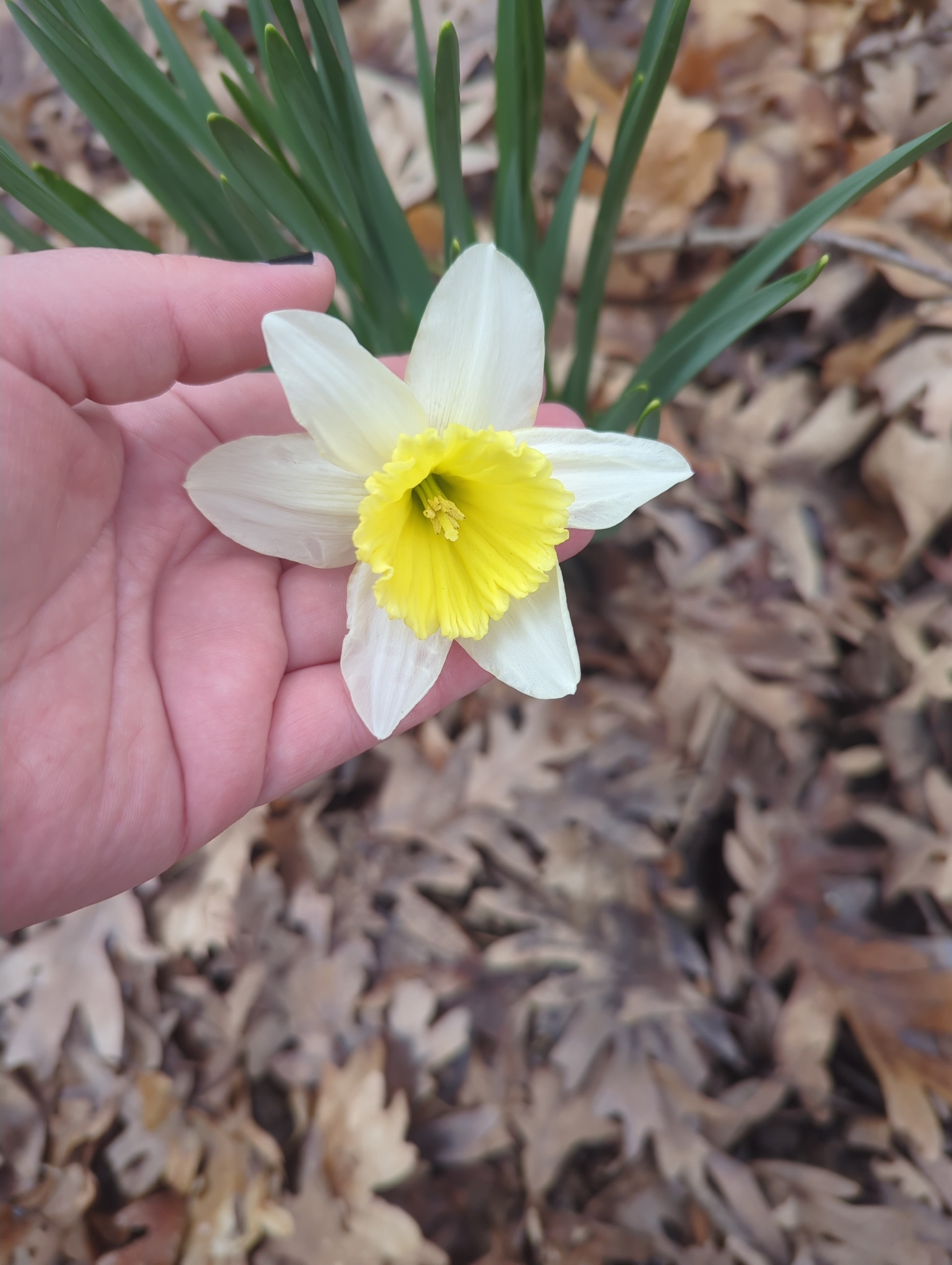 Wild Daffodil (Narcissus pseudonarcissus)