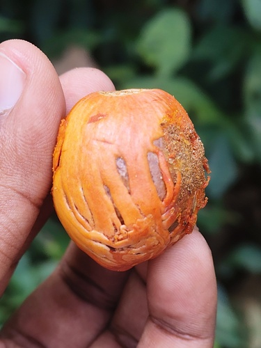 Bitter nutmeg (Myristica beddomei)
