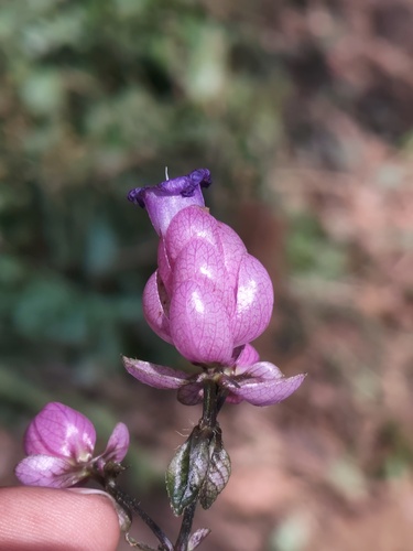 Strobilanthes lupulina, photograph 2