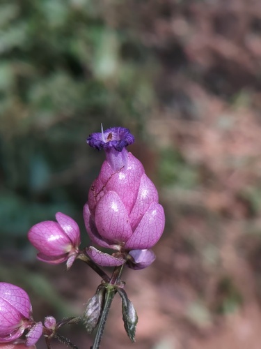 Strobilanthes lupulina, photograph 3