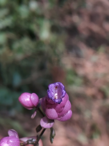 Strobilanthes lupulina, photograph 4