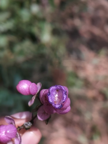 Strobilanthes lupulina, photograph 5