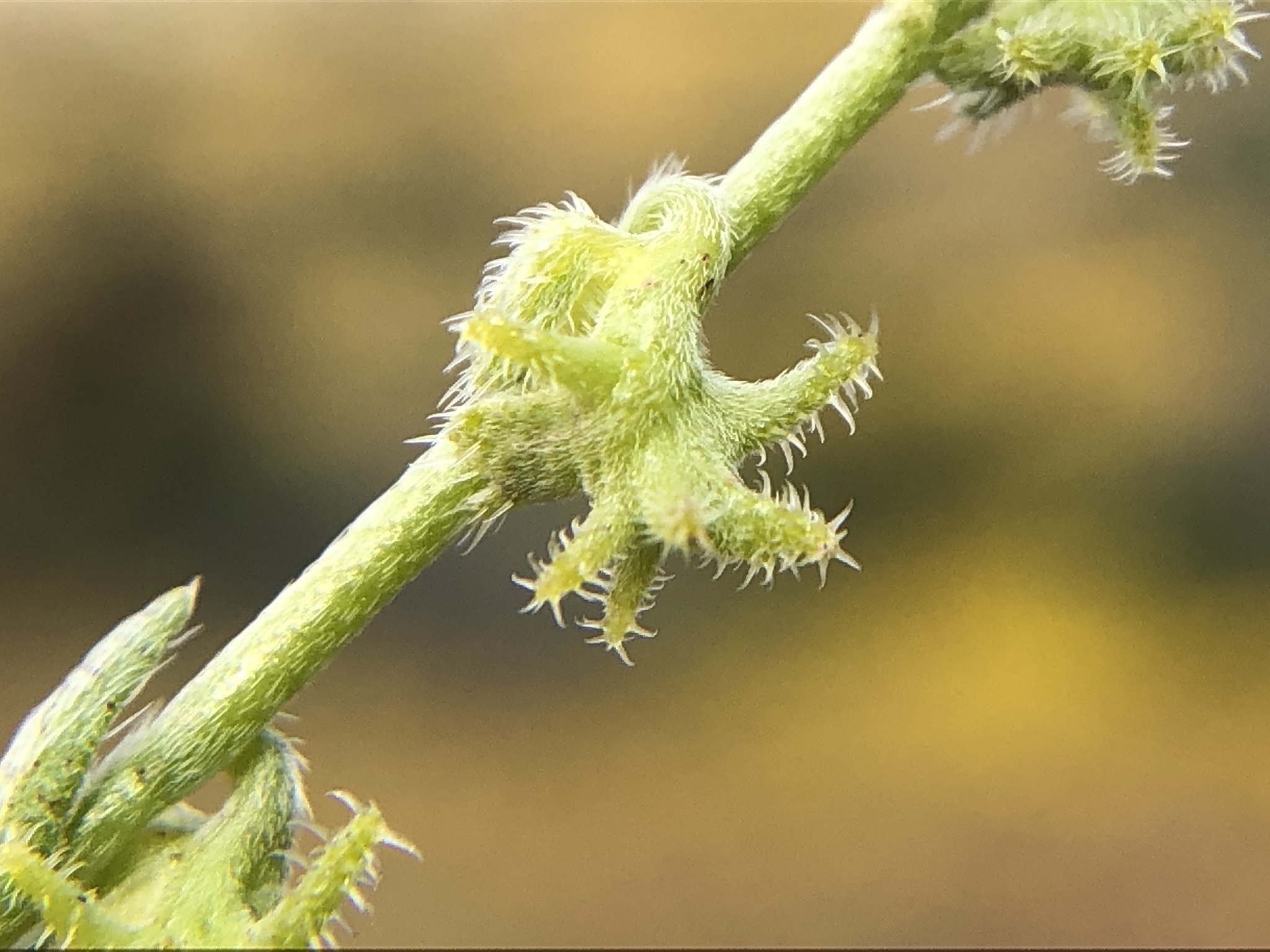 Harpagonella palmeri