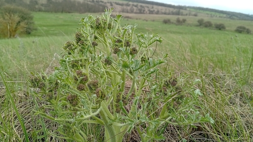 Tartar breadplant (Crambe tataria)