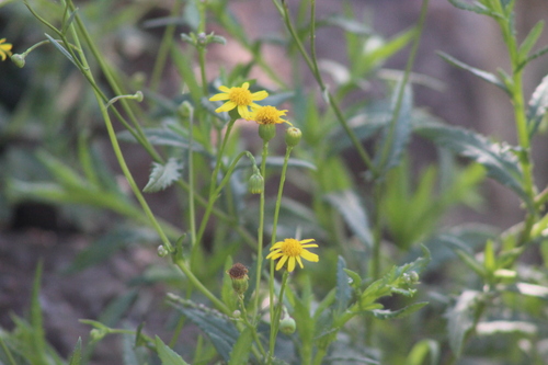 Madagascar Ragwort (Senecio madagascariensis)
