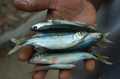 Brycinus lateralis