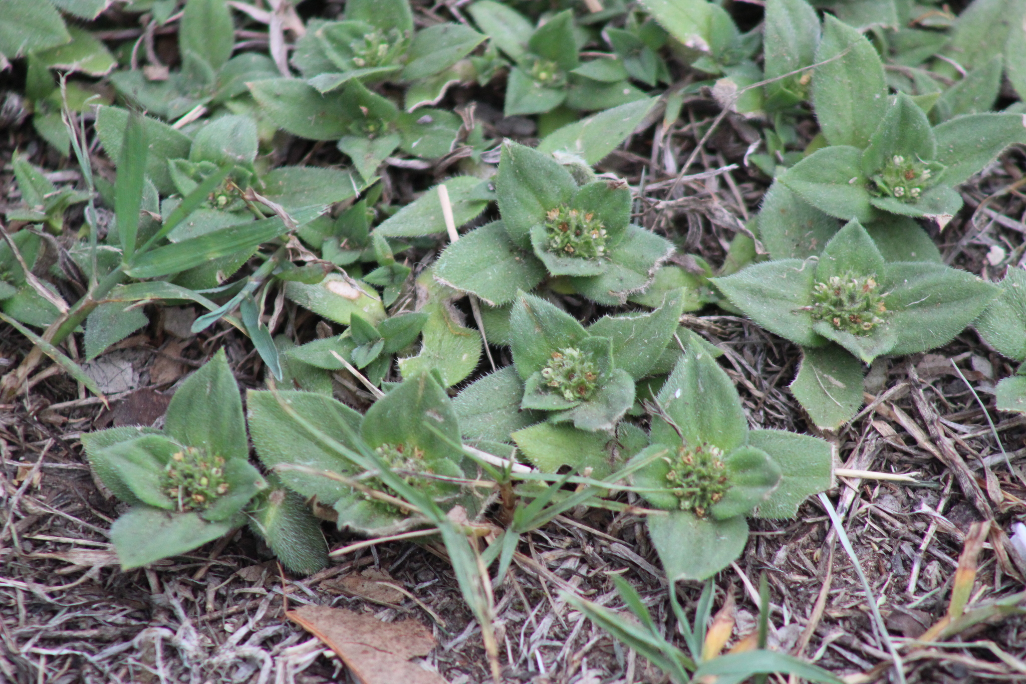South American Mexican Clover (Richardia humistrata)