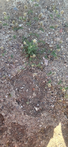 Astragalus didymocarpus observed 2026-04-10