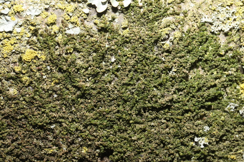 Dilated Scalewort (Frullania dilatata)