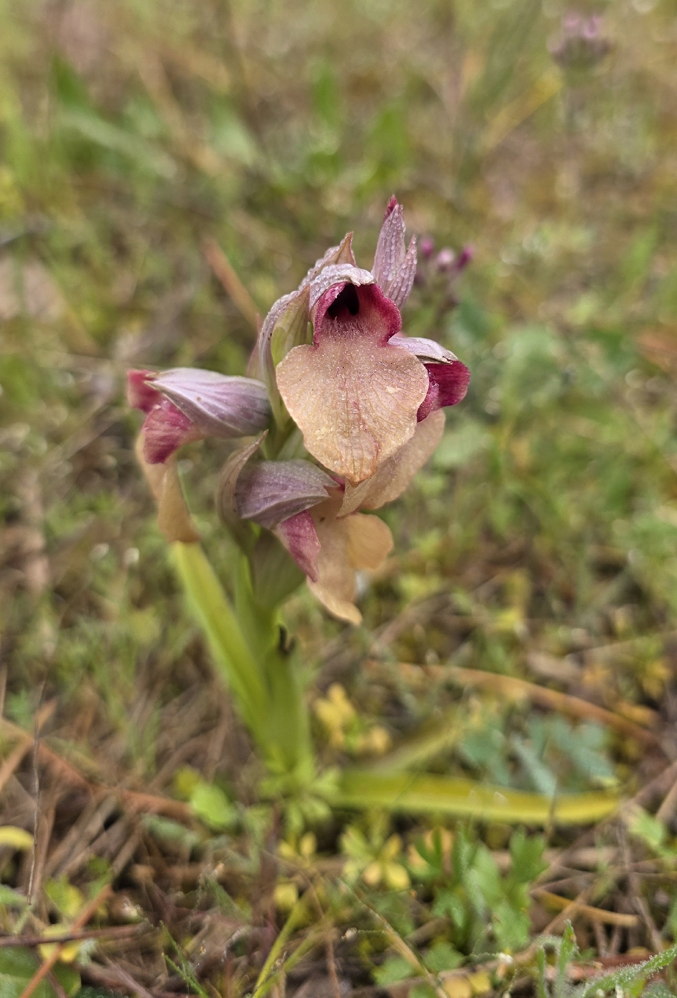 Neglected Serapias (Serapias neglecta)