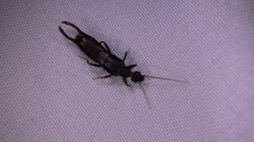 Toothed Earwig