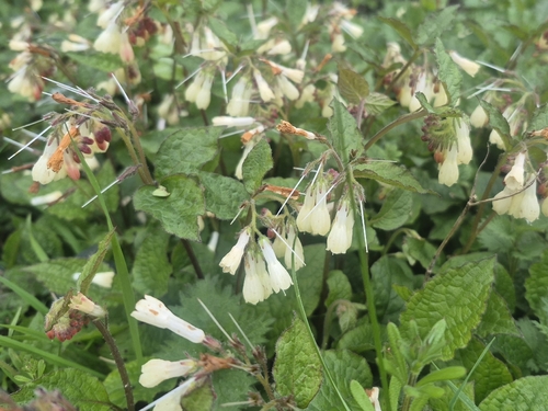 Creeping comfrey (Symphytum grandiflorum)