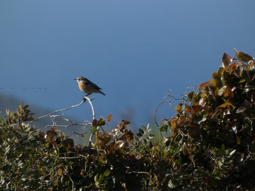 Whinchat (Saxicola rubetra), photo 5