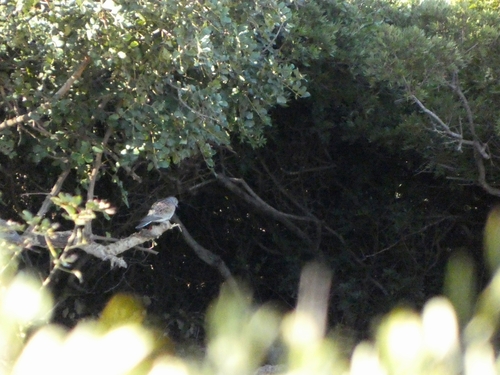 European Turtle Dove (Streptopelia turtur)