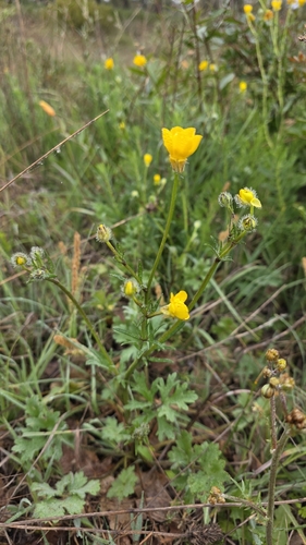 St. Anthony's Turnip (Ranunculus bulbosus)