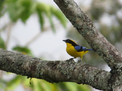 Anisognathus somptuosus