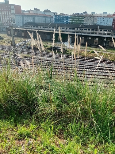Pampas Grass (Cortaderia selloana)