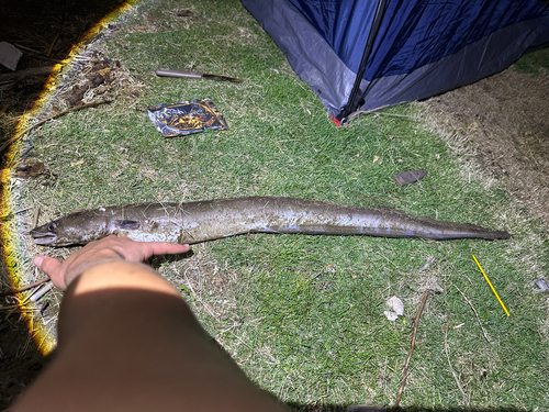 Conger marginatus observed 2026-03-17