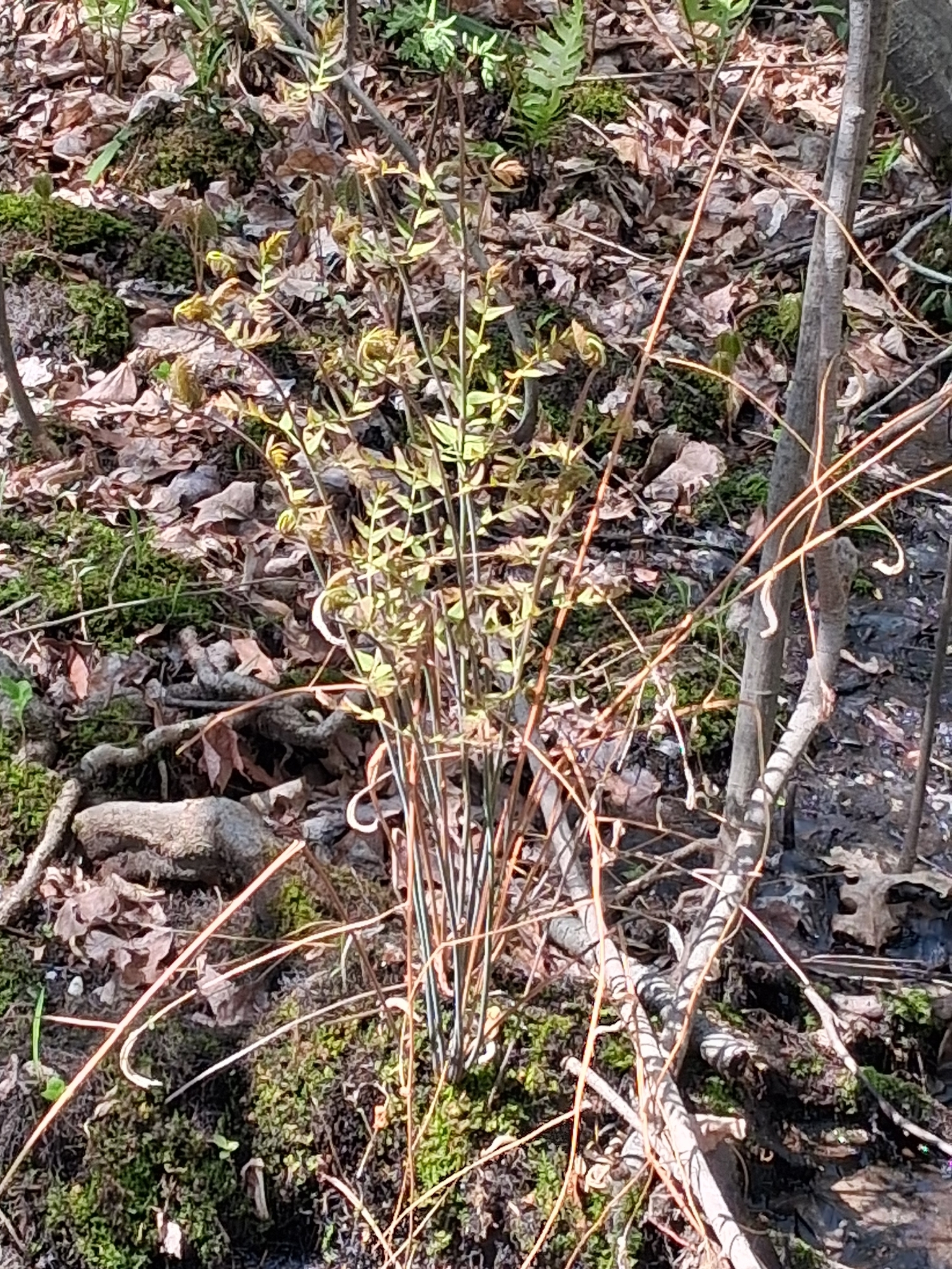 American Royal Fern (Osmunda spectabilis)
