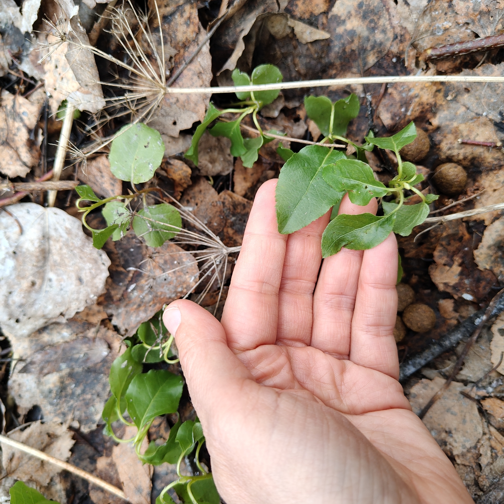 Orthilia (Orthilia secunda)