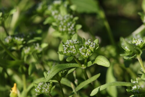 common cornsalad (Valerianella locusta)