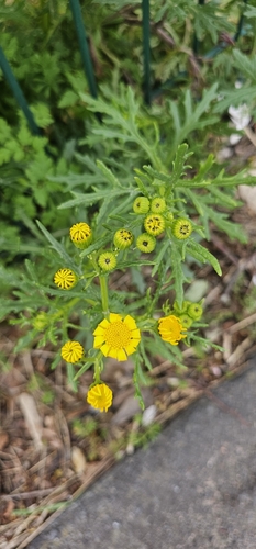 Oxford Ragwort (Senecio squalidus)
