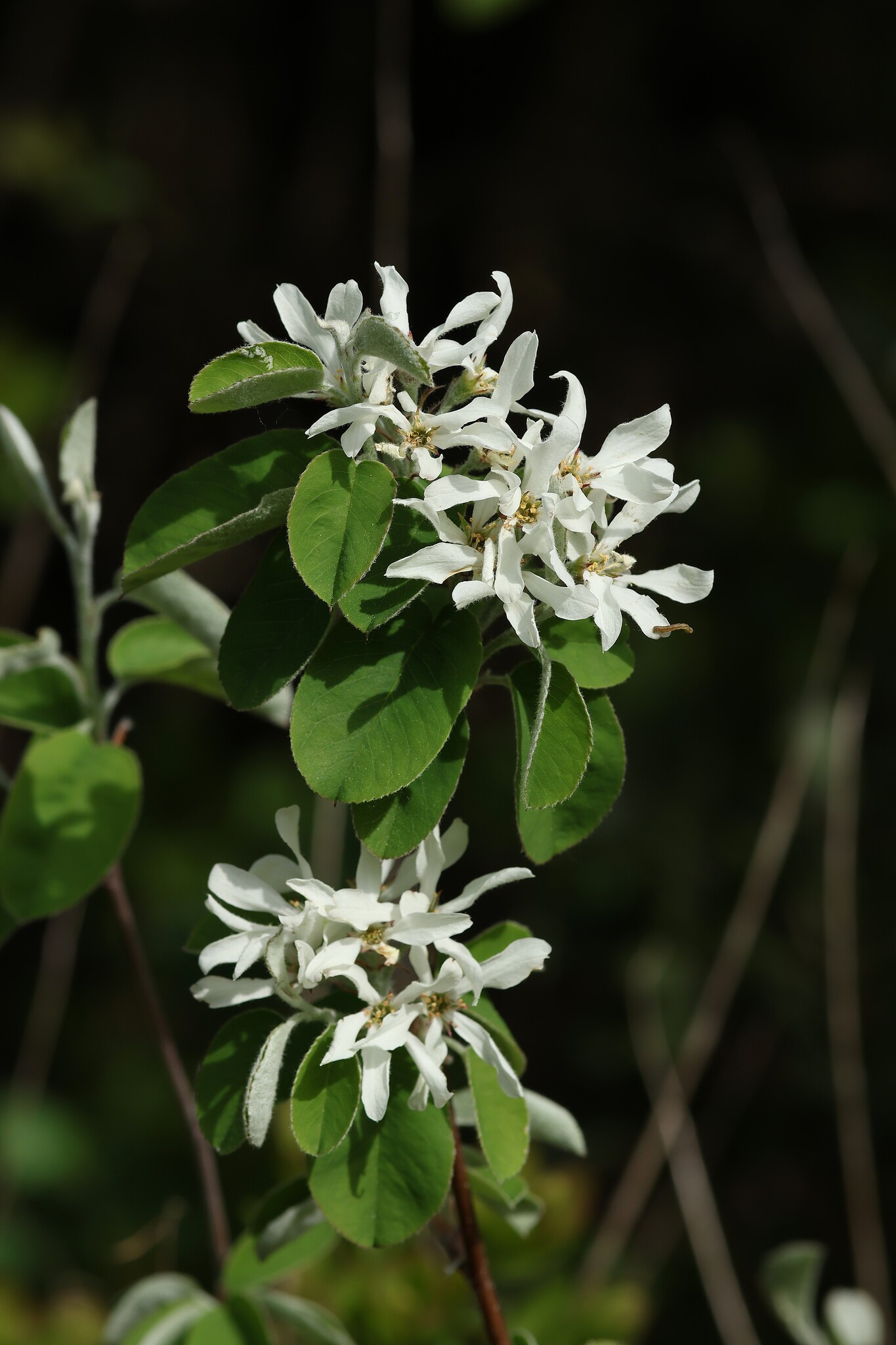 Snowy Mespilus (Amelanchier ovalis)