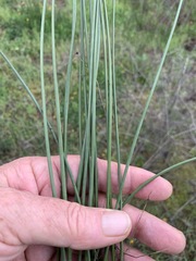 Juncus textilis