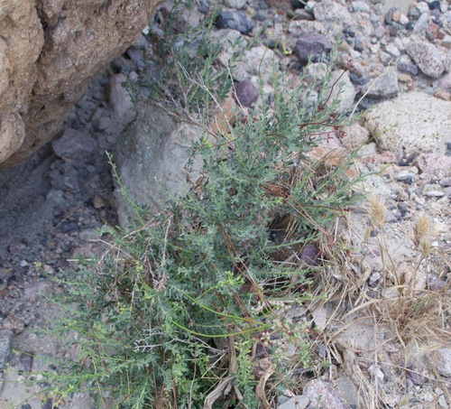 California Buckwheat