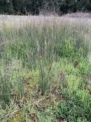Juncus textilis