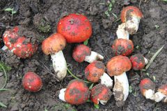 Russula compressa