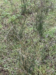Juncus textilis