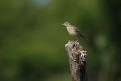 Anthus hellmayri
