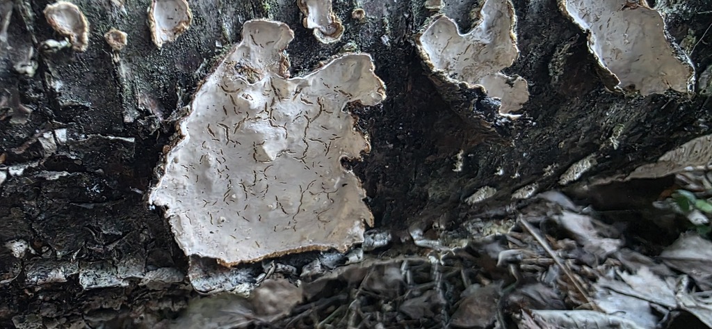 Stereum rugosum · April 2026 · photo: © torni77 (iNaturalist, cc-by)