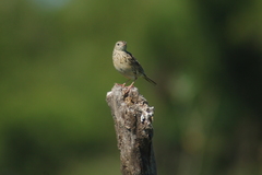 Anthus hellmayri