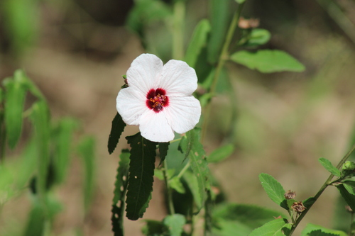 Spearleaf Swampmallow (Pavonia hastata)