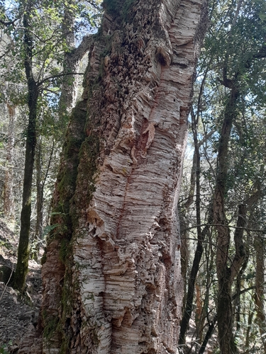 Cork Oak (Quercus suber)