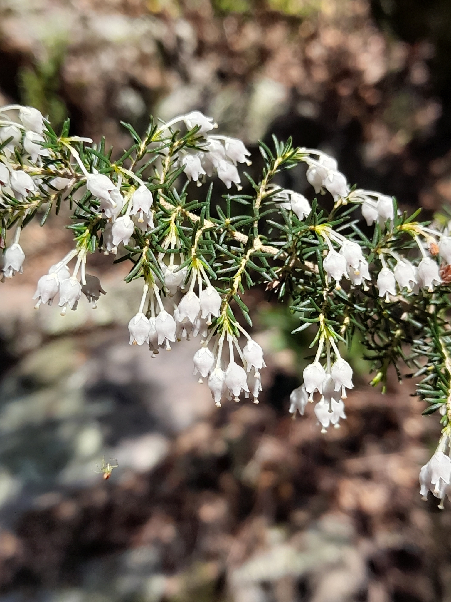 Tree Heath (Erica arborea)