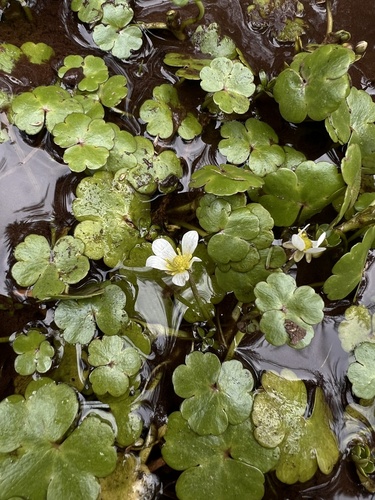 Round-leaved Crowfoot (Ranunculus omiophyllus)