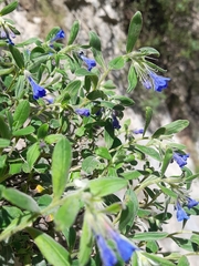 Glandora oleifolia, photograph Flavien Saboureau, CC BY, iNaturalist via GBIF