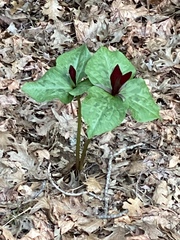 Trillium kurabayashii