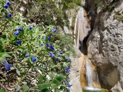 Glandora oleifolia, photograph Flavien Saboureau, CC BY, iNaturalist via GBIF