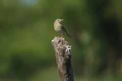 Anthus hellmayri