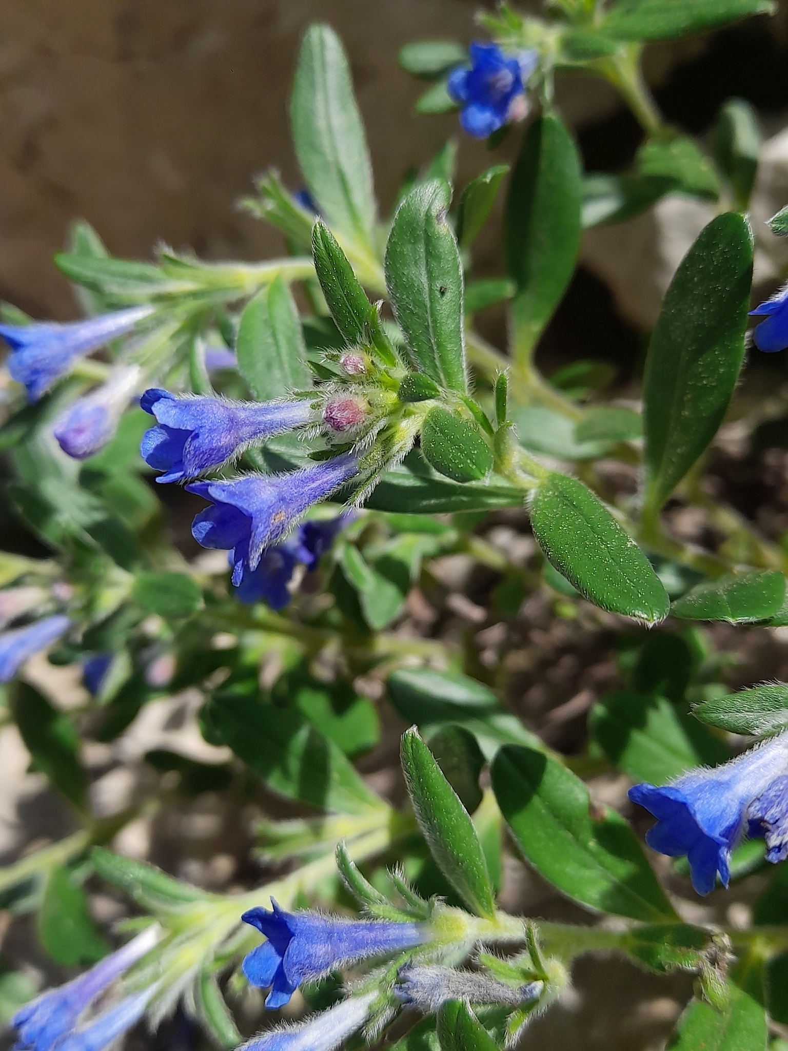 Shrubby Gromwell (Glandora oleifolia)